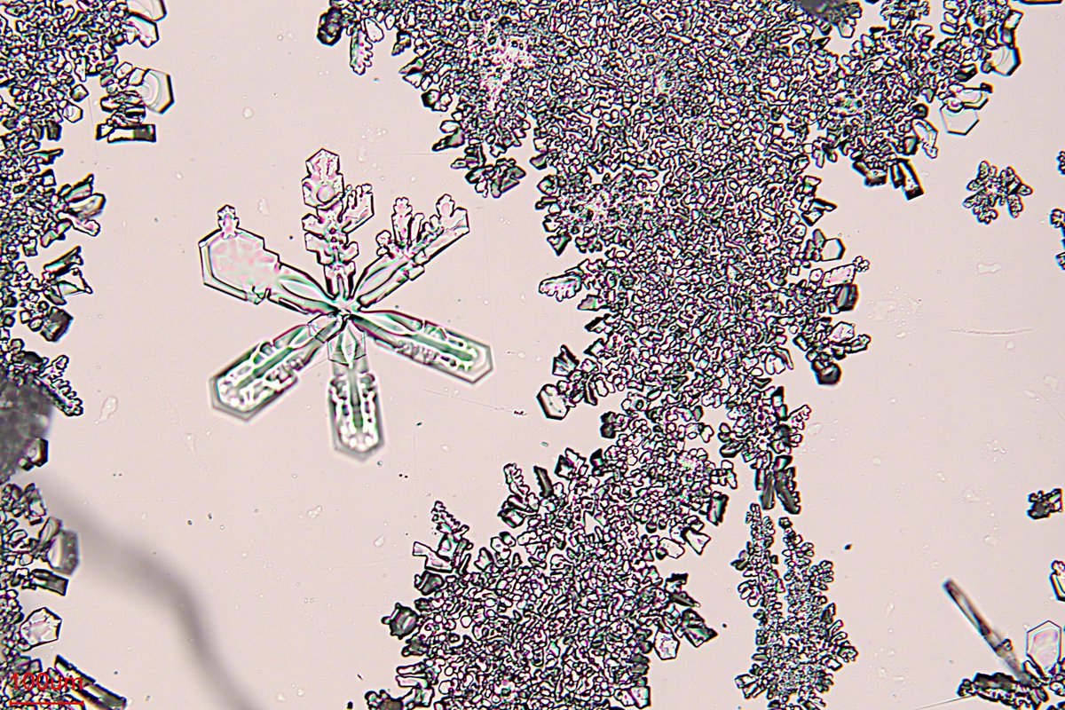 BeijingEvening's tweet image. 微观视角看北京的雪
Taking a #microscopic view of the #snow in #Beijing—this is what snowflakes actually look like!