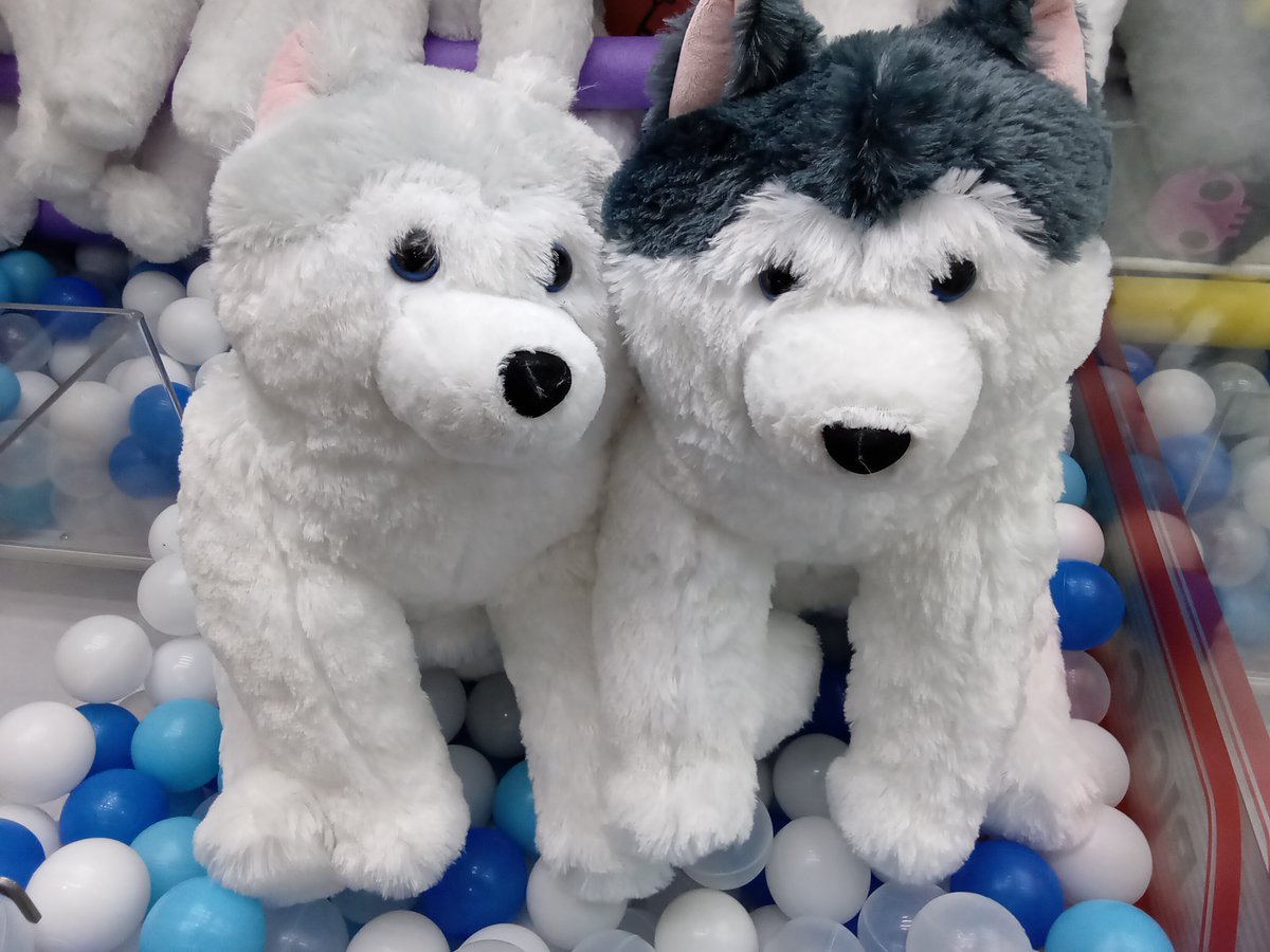 新景品入荷／ くったりもふもふシベリアンハスキーウルトラBIG 入荷