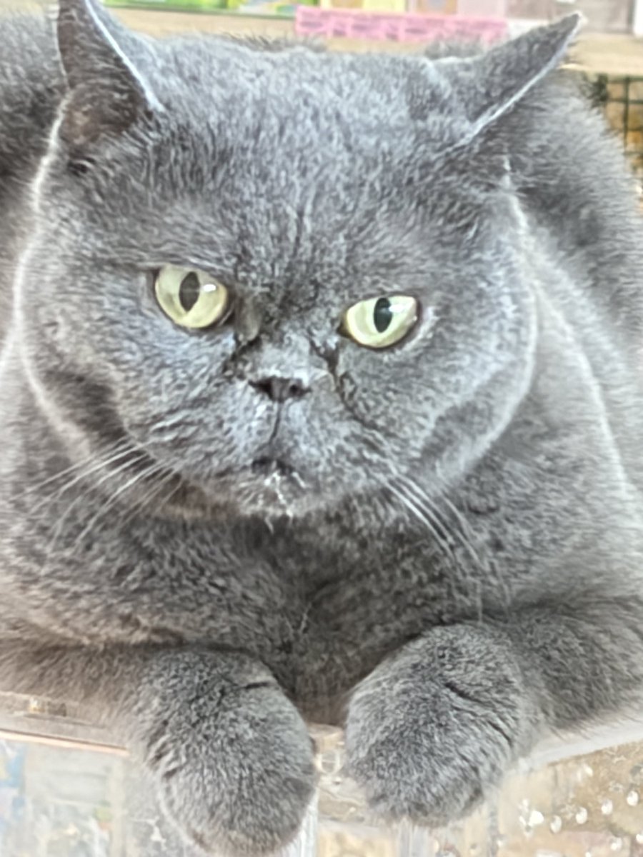 牠是我看過最像「愛麗絲夢遊仙境」裡的那隻貓，你走動的時候牠眼睛是跟著你飄，超詭異的！還會流口水 🤣