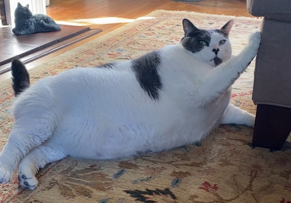 anonchain's tweet image. Just broke 100 holders. 

Going to just have fun with it. 

Fat cats are not meant to be taken seriously anyway. 

Someone needs to hold these pussies accountable for their gluttony!!! 

Ozempic trials for cats. 

$MEOW1

95BPEcxoagwkSk4JStyebmSMDPhP31vuM17Doxszpump