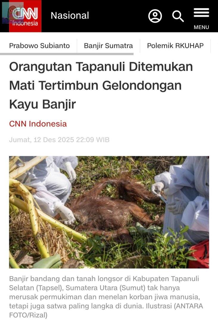 Kita semua patut marah, setelah kemaren gajah dieksploitasi buat angkat berat skrg orangutan paling langka di Indonesia mati jd korban. Demi Tuhan mereka udah dzolim ke rakyat ke alam ke satwa, ketrigger banget liat tingkah keserakahan &amp; kebodohan pejabat bedebah ini 💚