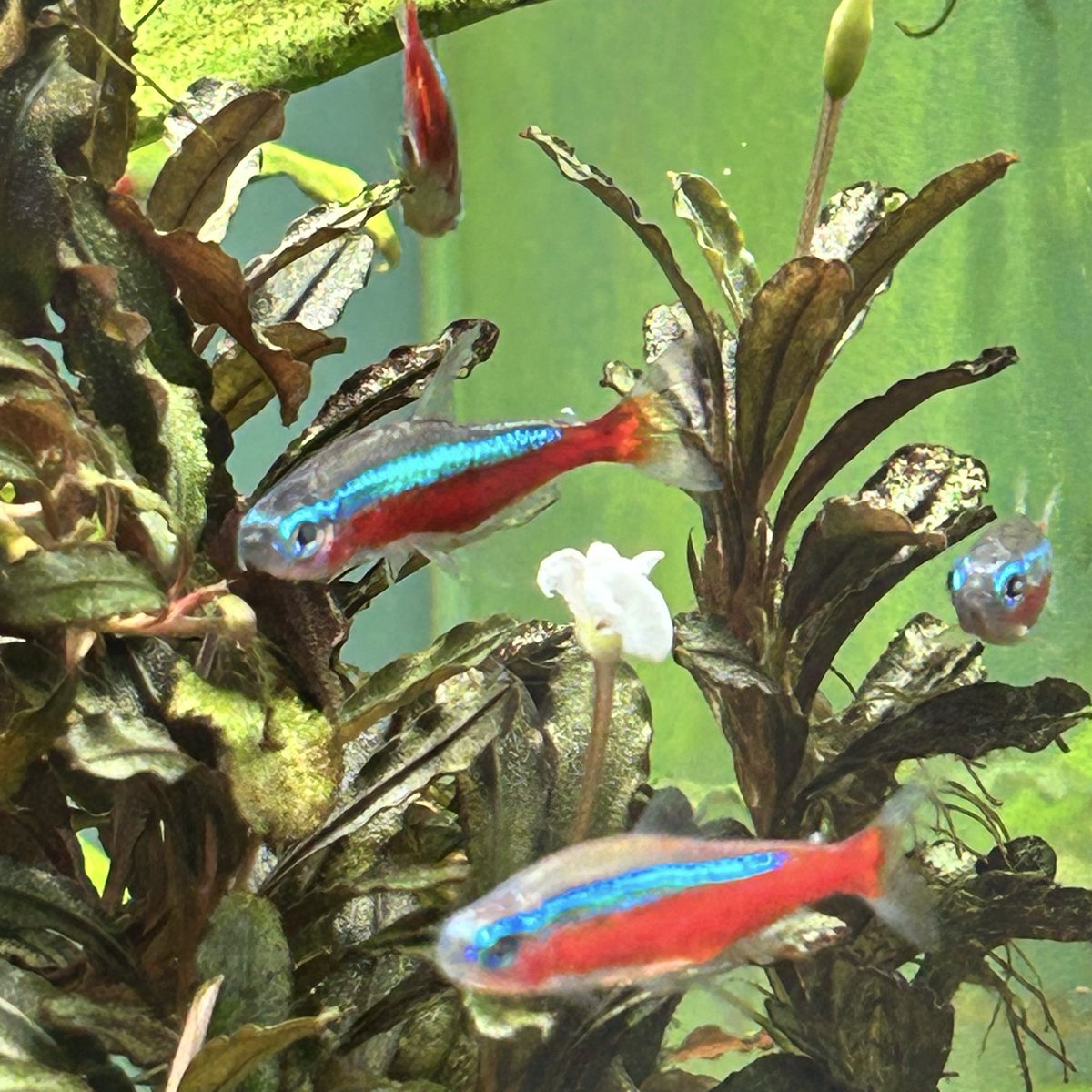 salameshi's tweet photo. こんにちは😃また、ブセのお花が咲きました🌼
#Bucephalandra
#Tropica https://t.co/4fwrYVQlJB