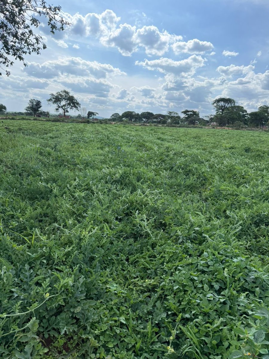 CP Chemicals Pvt Ltd tweet media