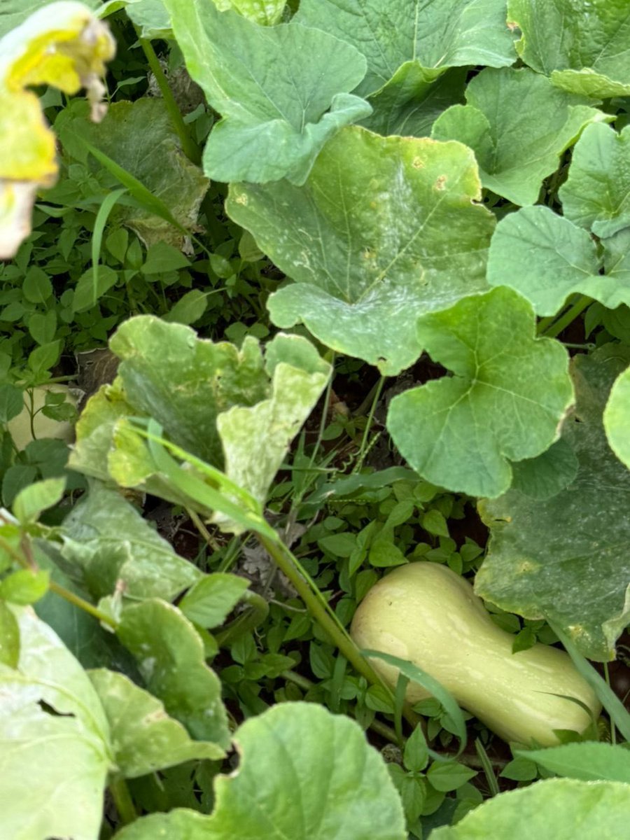 CP Chemicals Pvt Ltd tweet media