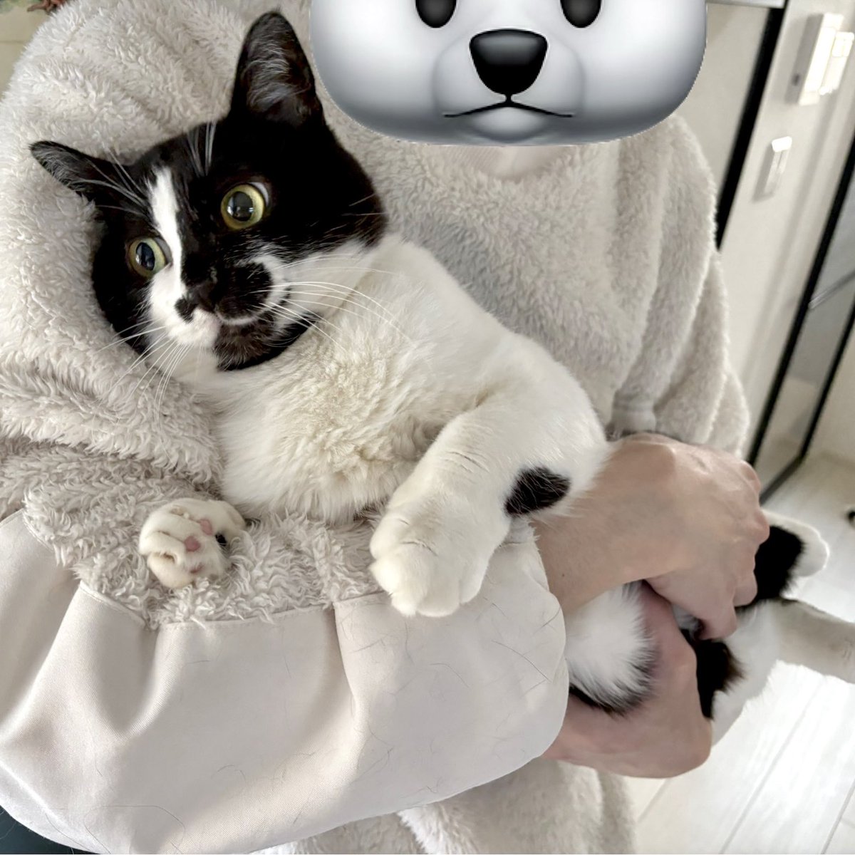 類🐱 (@ruuiruiruirui) / Posts / X