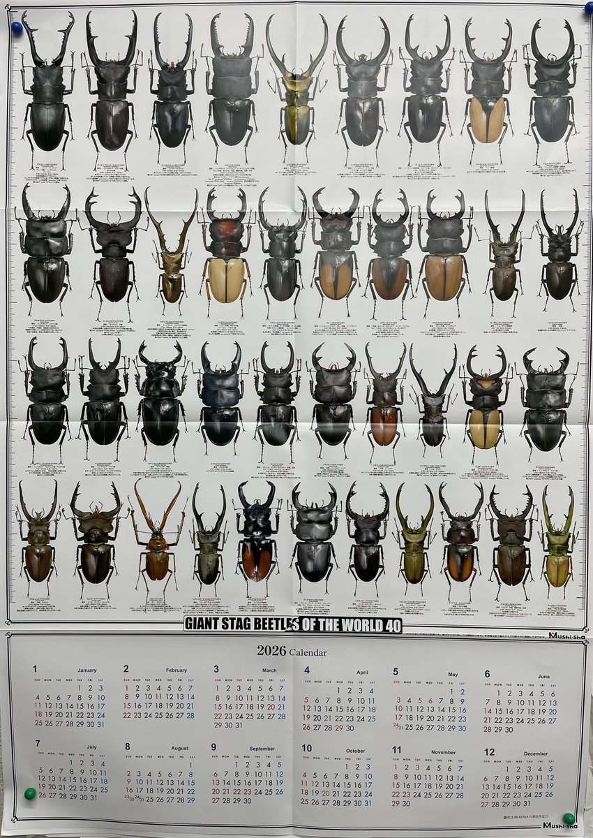 2026年版 むし社オリジナルカレンダー GIANT STAG BEETLES OF THE