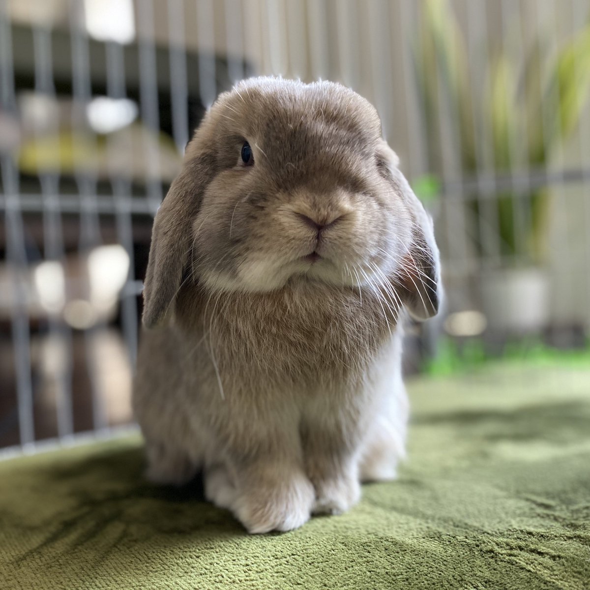 たれみみちゃんねる【うさぎ部屋】 (@taremimi_ch) / Posts / X