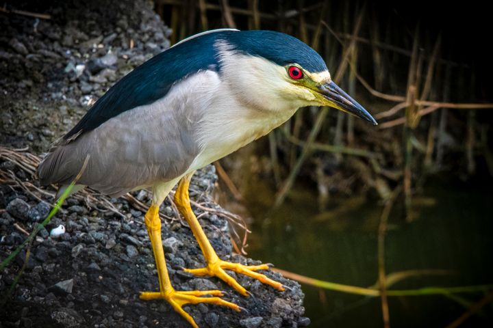 Art of the Day! "The Night Heron". Buy at: ArtPal.com/nortoncliff?i=…