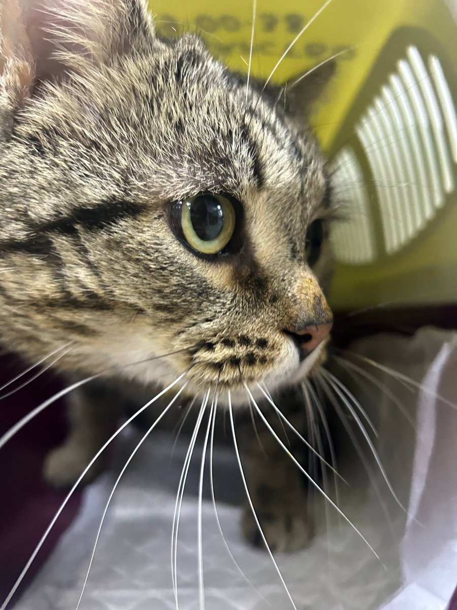 Ничего не успеваем, даже пост написать. Сейчас начался прием в ветклинике Энималз у новенького Елисея. Будем делать рентген (котик хрипит), узи, сдавать все анализы на инфекции. Как минимум тысяч 10 нужно Елисею. Он очень ждёт вашей помощи!!!
Карты привязаны к тел. 89513896703