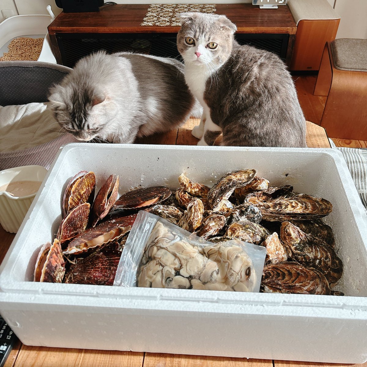 ペンタゴン®》 (@pentagon1947) / Posts / X