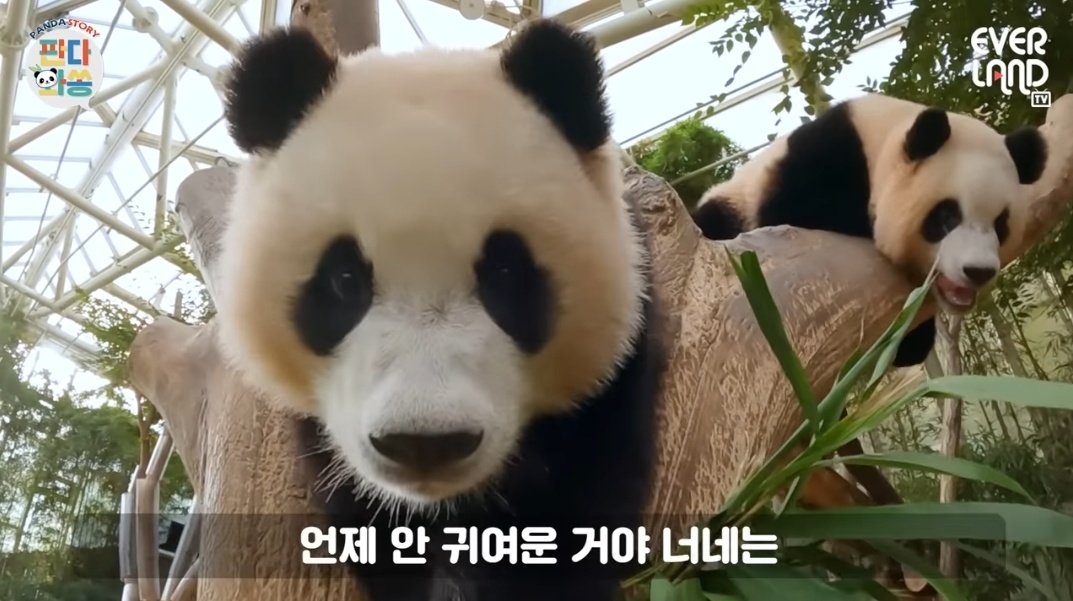 아니 후이 귀가 진짜 작았넼ㅋㅋㅋㅋㅋㅋㅋㅋ기분만낸듯