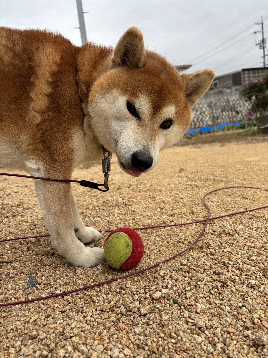 このボール🎾は絶対に渡さない…絶対にだ🐕✨