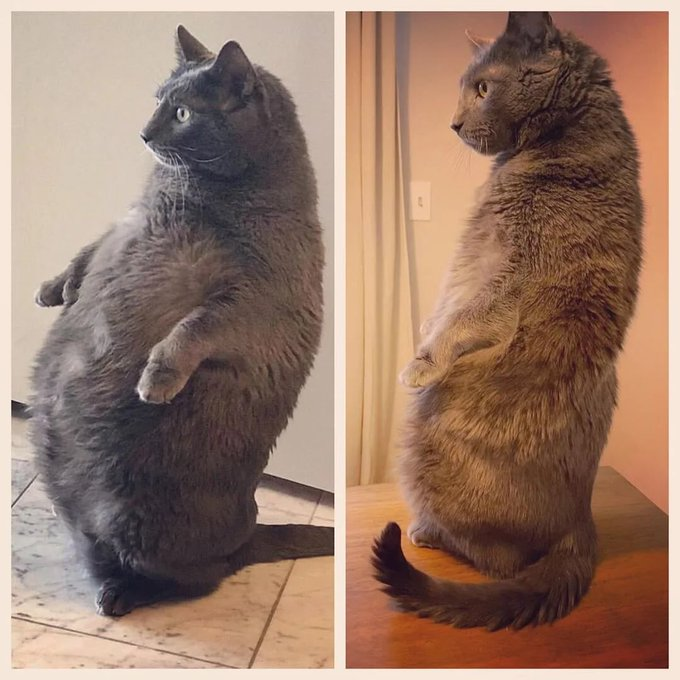 fateiscrypto03's tweet photo. $MEOW1 doing wonders for cats. 😹😹
The Ozempic for our furry feline friends making them healthy and happy once again! 💪
95BPEcxoagwkSk4JStyebmSMDPhP31vuM17Doxszpump
#MEOW1 https://t.co/hdDIq5bZRM
