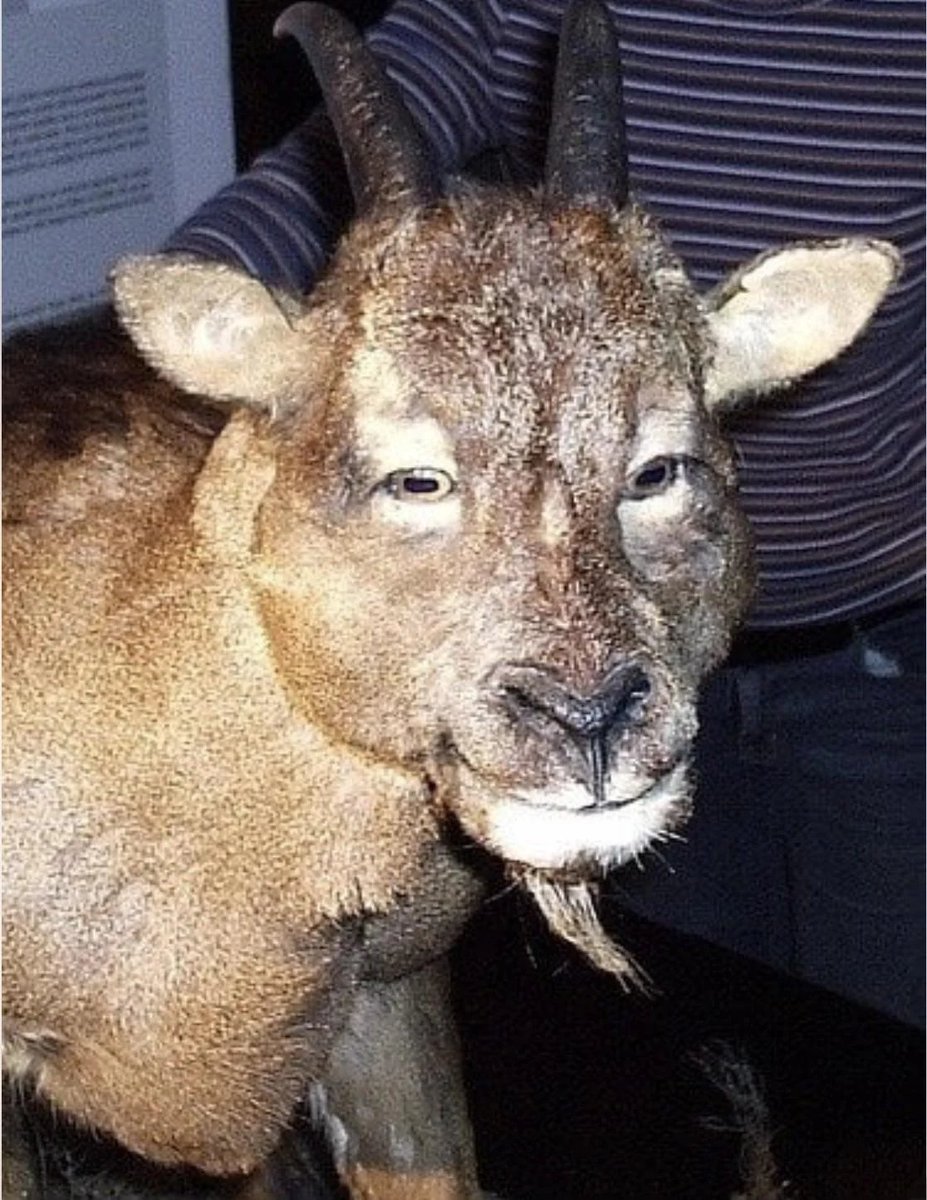 informative_Dia's tweet photo. Balearic island cave goat or myotragus balearicus, that went extinct ~3000-4000BCE, is the only known species of goat to have forward facing eyes https://t.co/ti6iAK5qfP