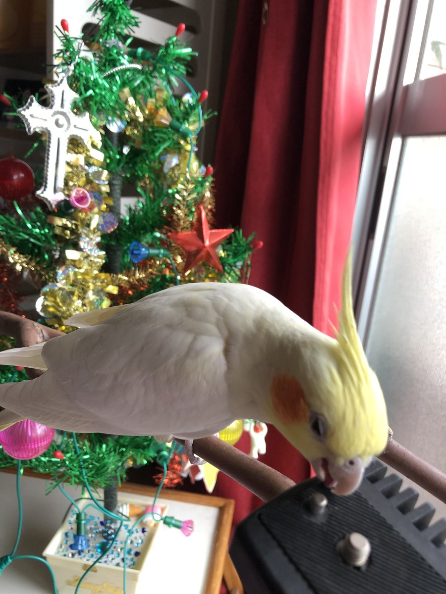 こゆきちゃんとクリスマスツリー