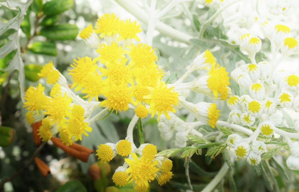 花🌸🌼🌺🌷🌻🌹 (@lilacblueblue) / Posts / X