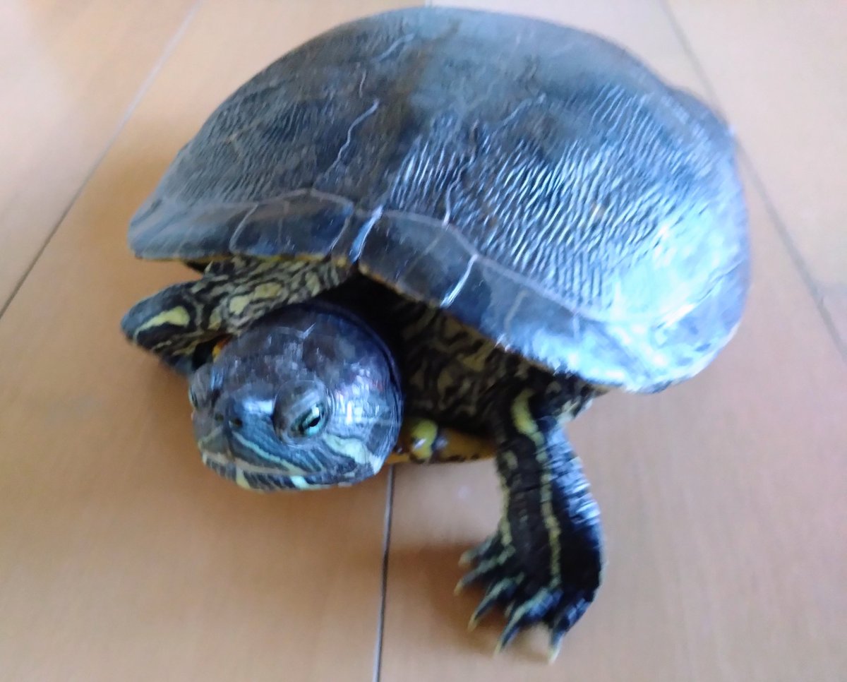 かめきち (@testudo216) / Posts / X