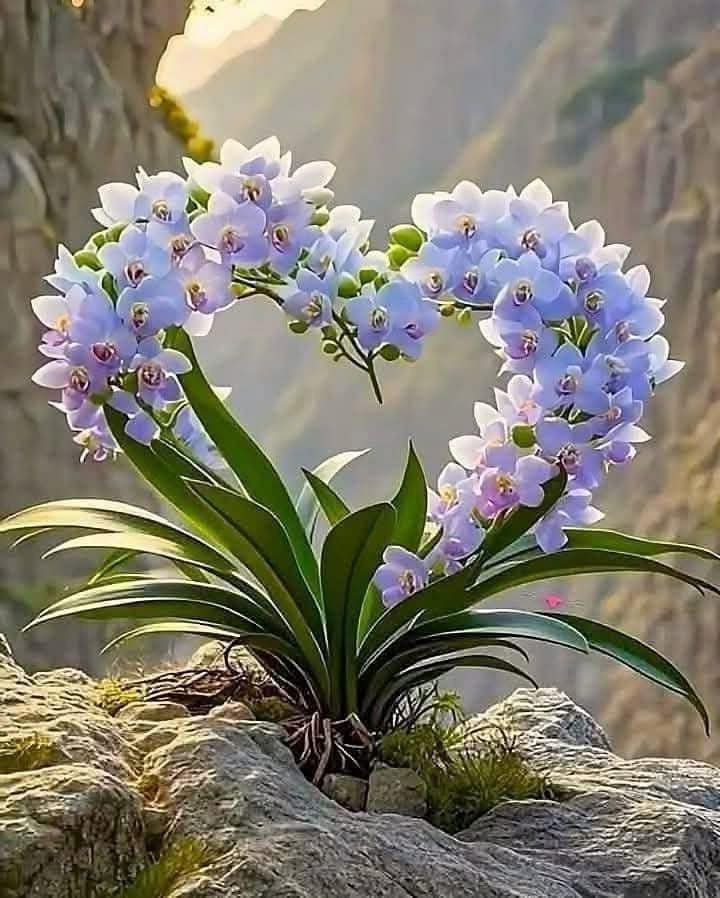 "मोह" निस्वार्थ हो जाता है लेकिन उसका अंत किसी ना किसी स्वार्थ से ही होता है..✍️❤️
सुप्रभात 🙏