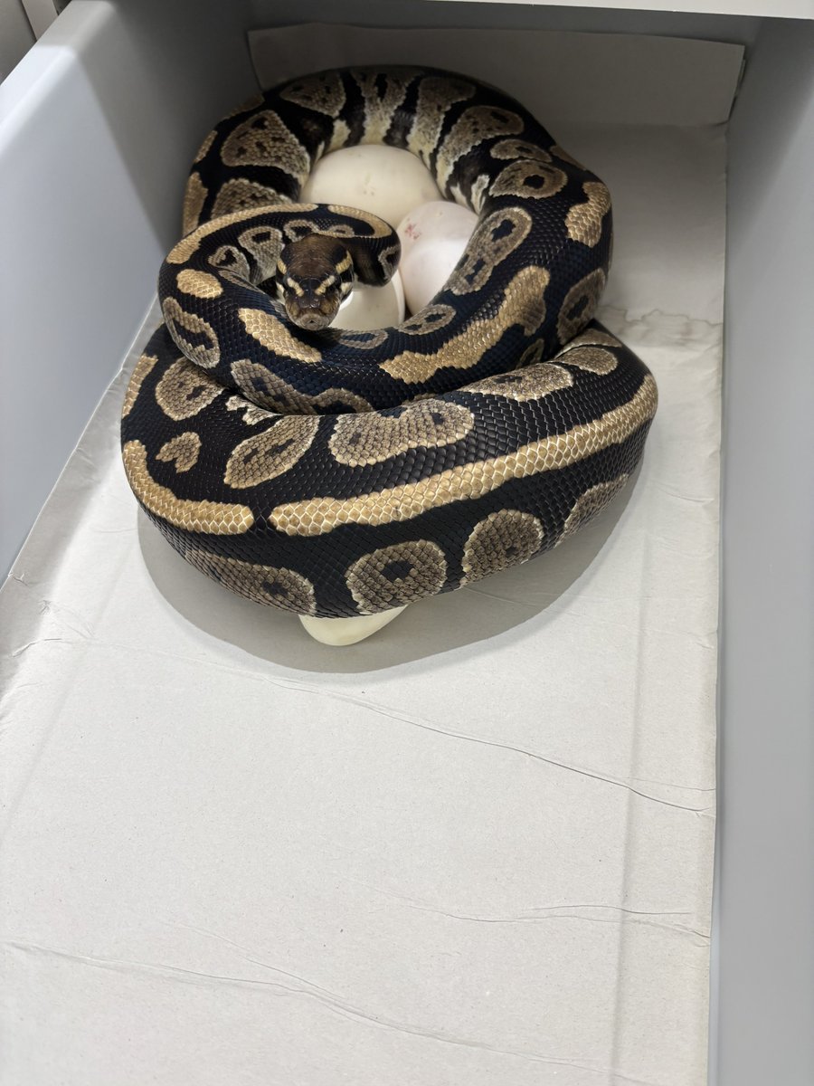 na___Python's tweet image. 💃💃💃