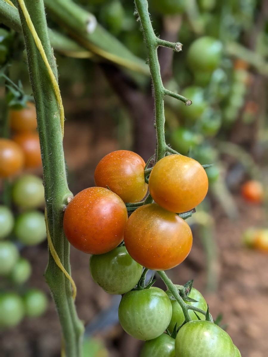 THOSE ARE THINGS YOU SHOULD KNOW BEFORE YOU INVEST IN FARMING!

Many people jump into farming after hearing success stories, without first understanding the reality on the ground. Farming can be profitable, but only when it is treated like a business, not a gamble. Before putting