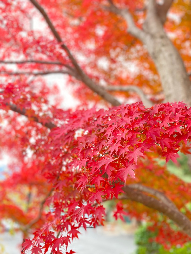 【東伊豆町立図書館】
今日の図書館×紅葉🍁見頃！！