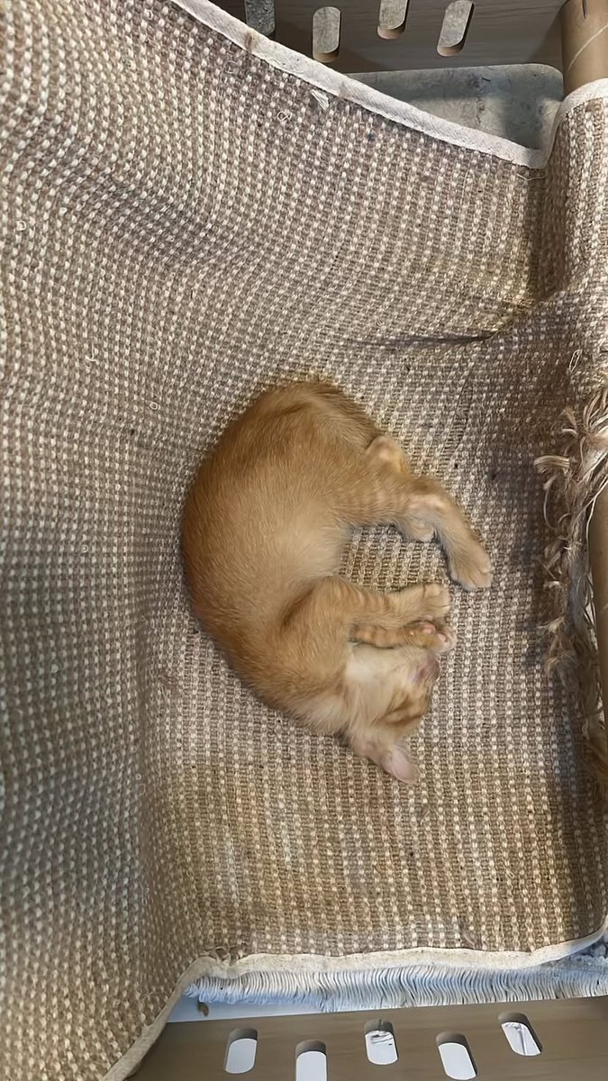 ianyumeow's tweet photo. famous ko dik kt thread. ramai aminkan doa adopter, harap owner lama dia nampak ramai doa buruk2 ke dia. hes much happier now ❤️ https://t.co/p3P8SXRitr