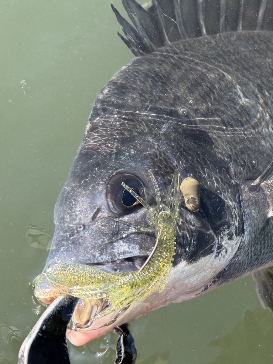 遊神チヌSP　様　確認ページ❗ 遊神チヌSP 様 確認ページ❗