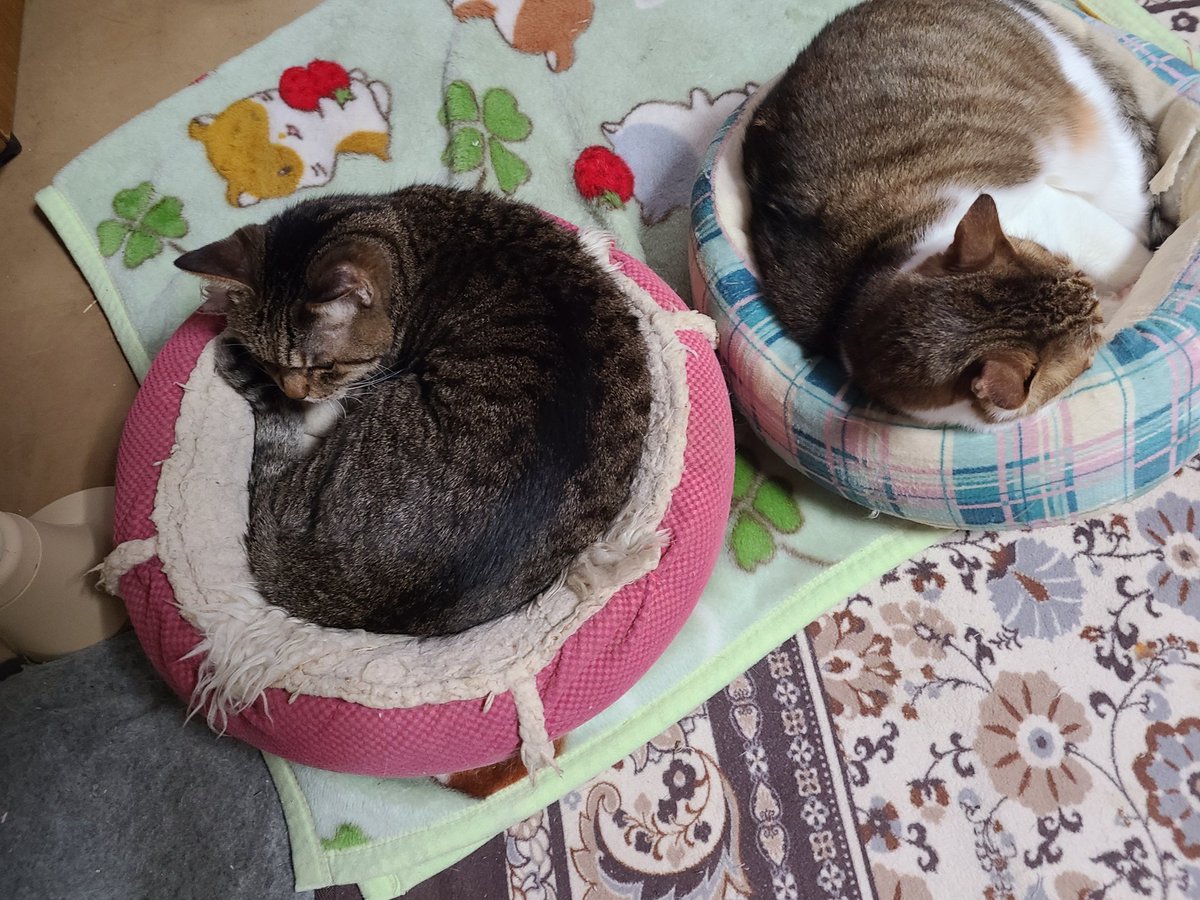 ym5217's tweet photo. 最近なんというか…しんみりしてしまう…
なんだかなぁ…(´・ω・｀)
そういう季節だと思っとこう https://t.co/BJADxNYP9Y