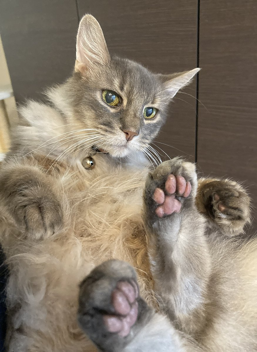 サンドウィッチ伯爵 🥪 🥪 🥪 🥪 🥪 tweet media