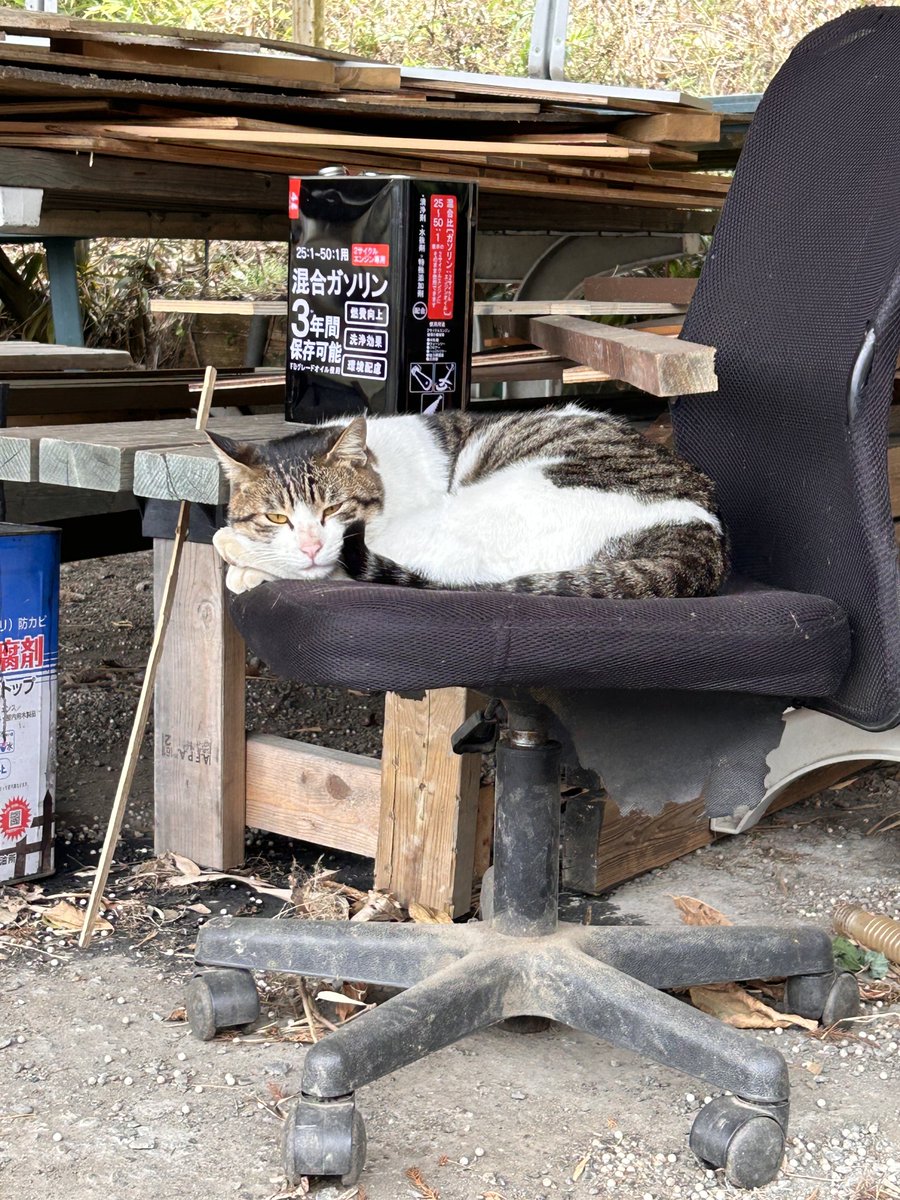 RT @jazz_sabage: にゃんちゃん