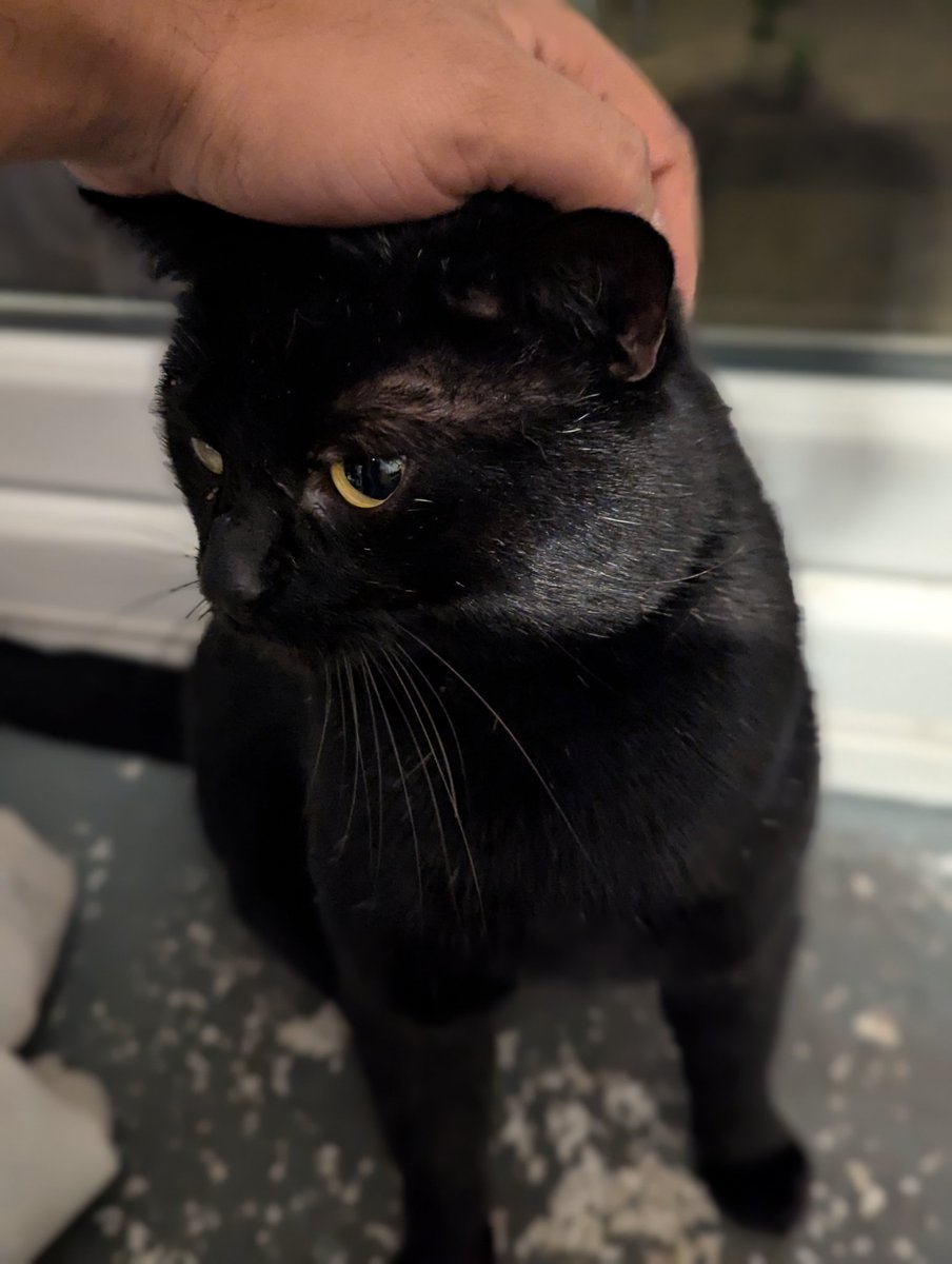 Vio (+ 🐱Charlie & 🐱Chris) tweet media