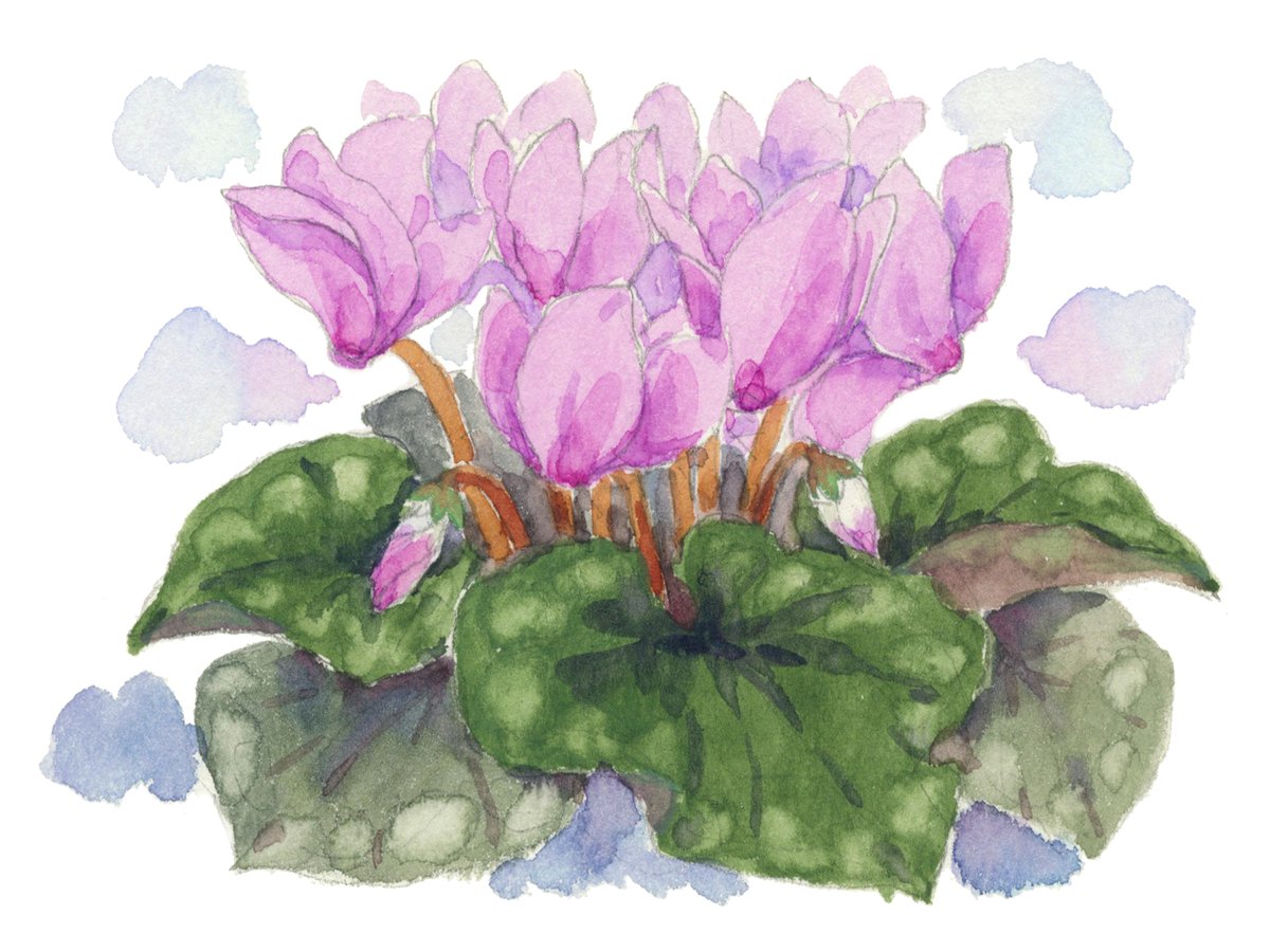 野の花のギャラリー@祐子 (@nonohana_yuko) / Posts / X