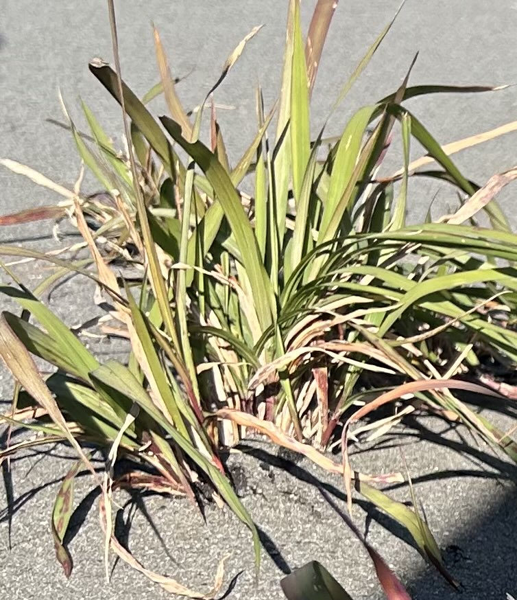 りゅうやん@二胡で世界の平和を祈求! tweet media