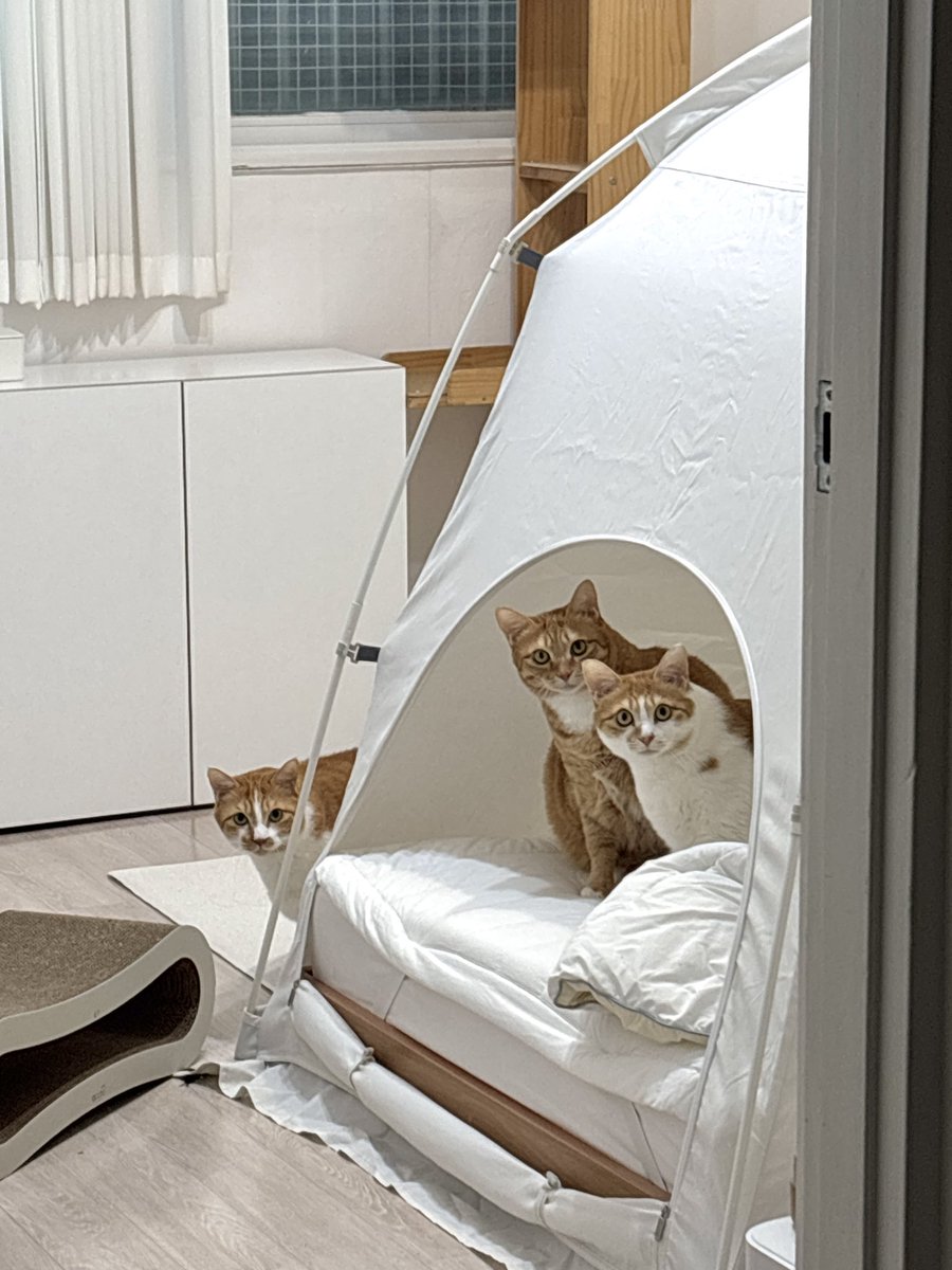 참나.. 전기장판 위에서 나오기 싫어서 이렇게 인사해 준다