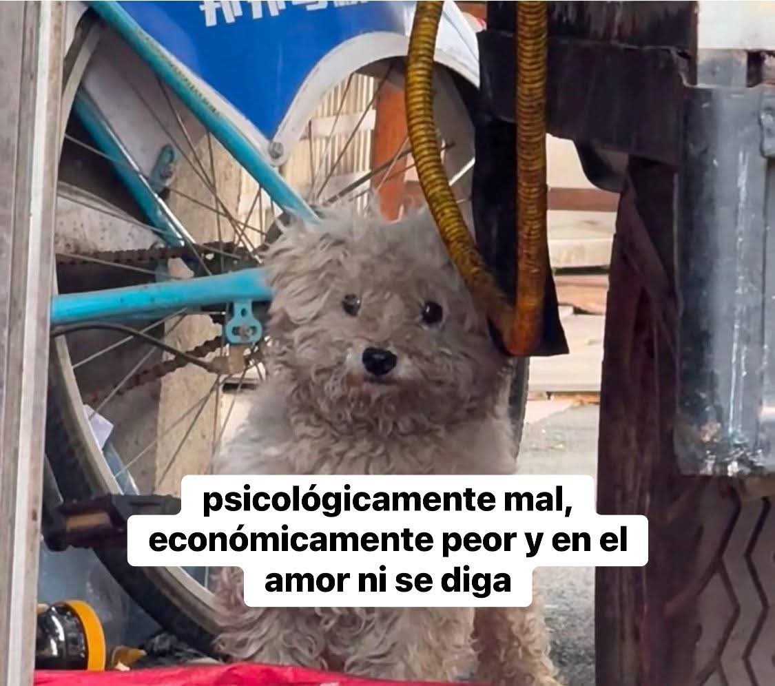 En Júpiter (@en_jupiter_) on Twitter photo 