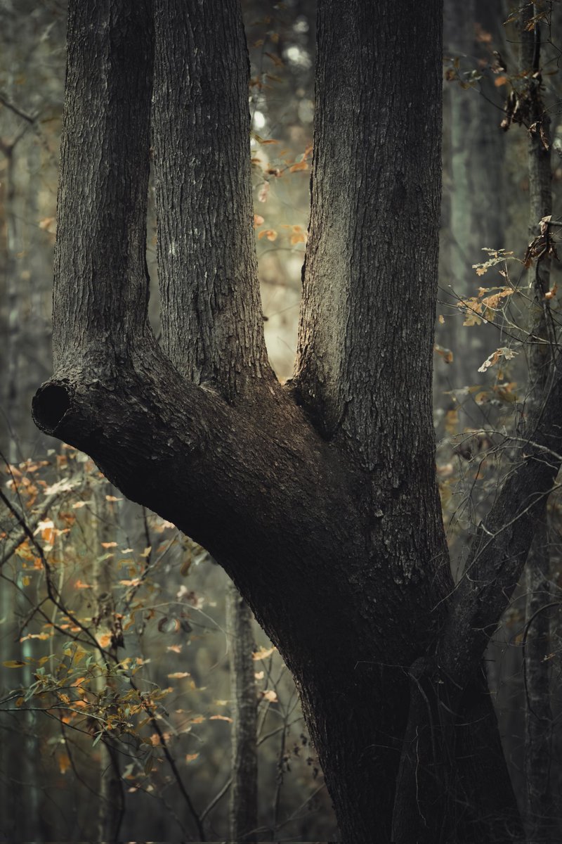 JPMasonII's tweet photo. Found this old soul in the forest this week. https://t.co/LR85VGOVXe