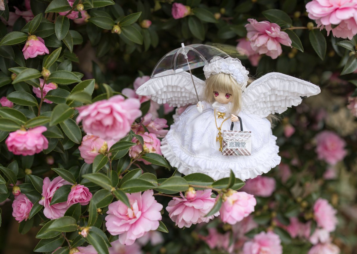 夕方からは雨予報、久しぶりの雨みたいです
#恋鞠堂