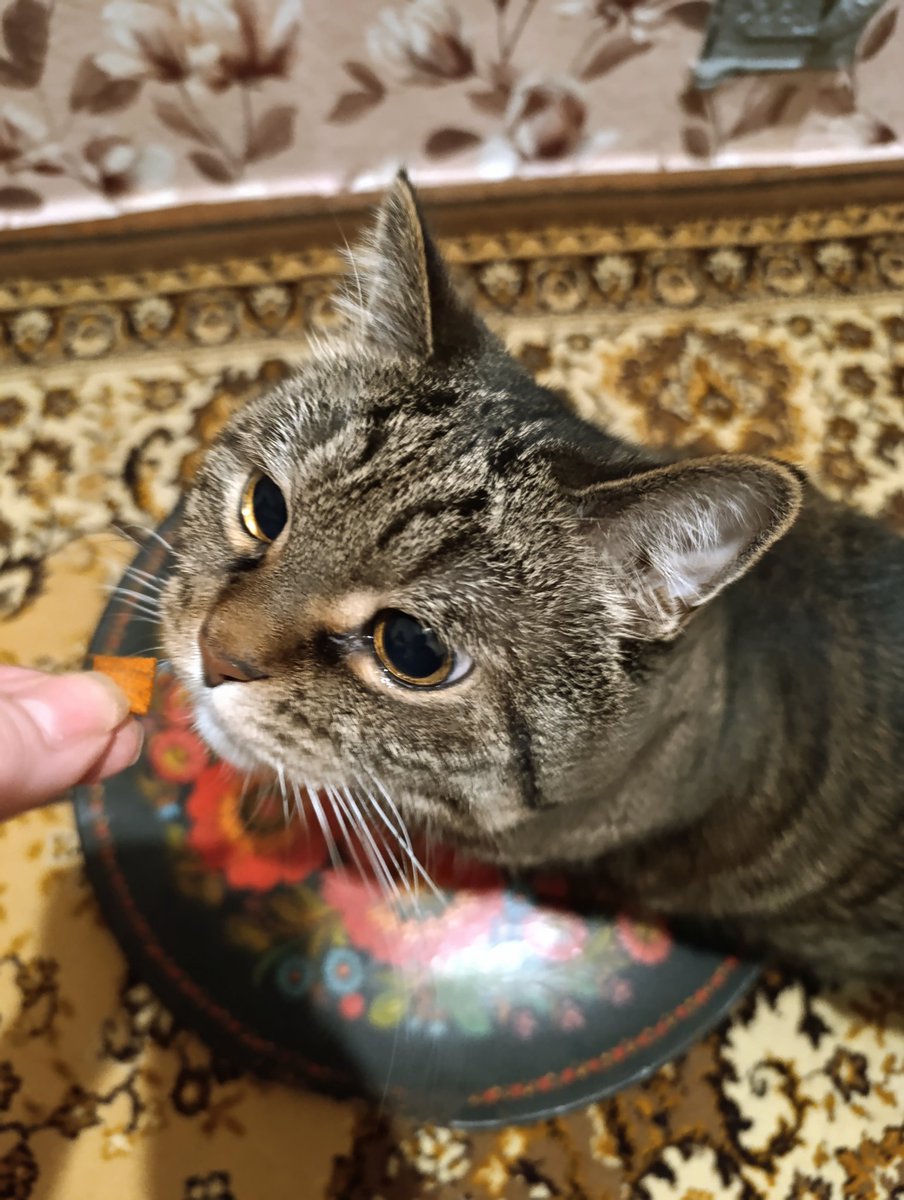 Мам, норм тарелка, наполняй?