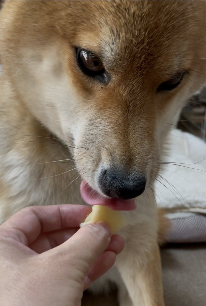 🍎リンゴ美味しいね 🍎リンゴ美味しいね