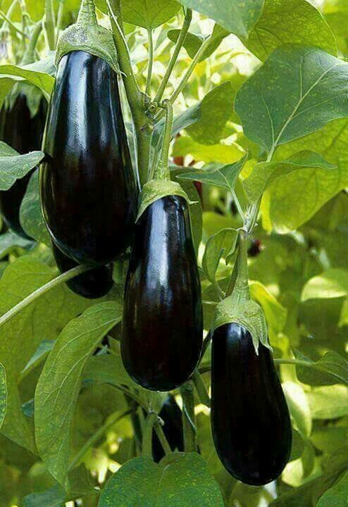 FruitfulPuzzles tweet media