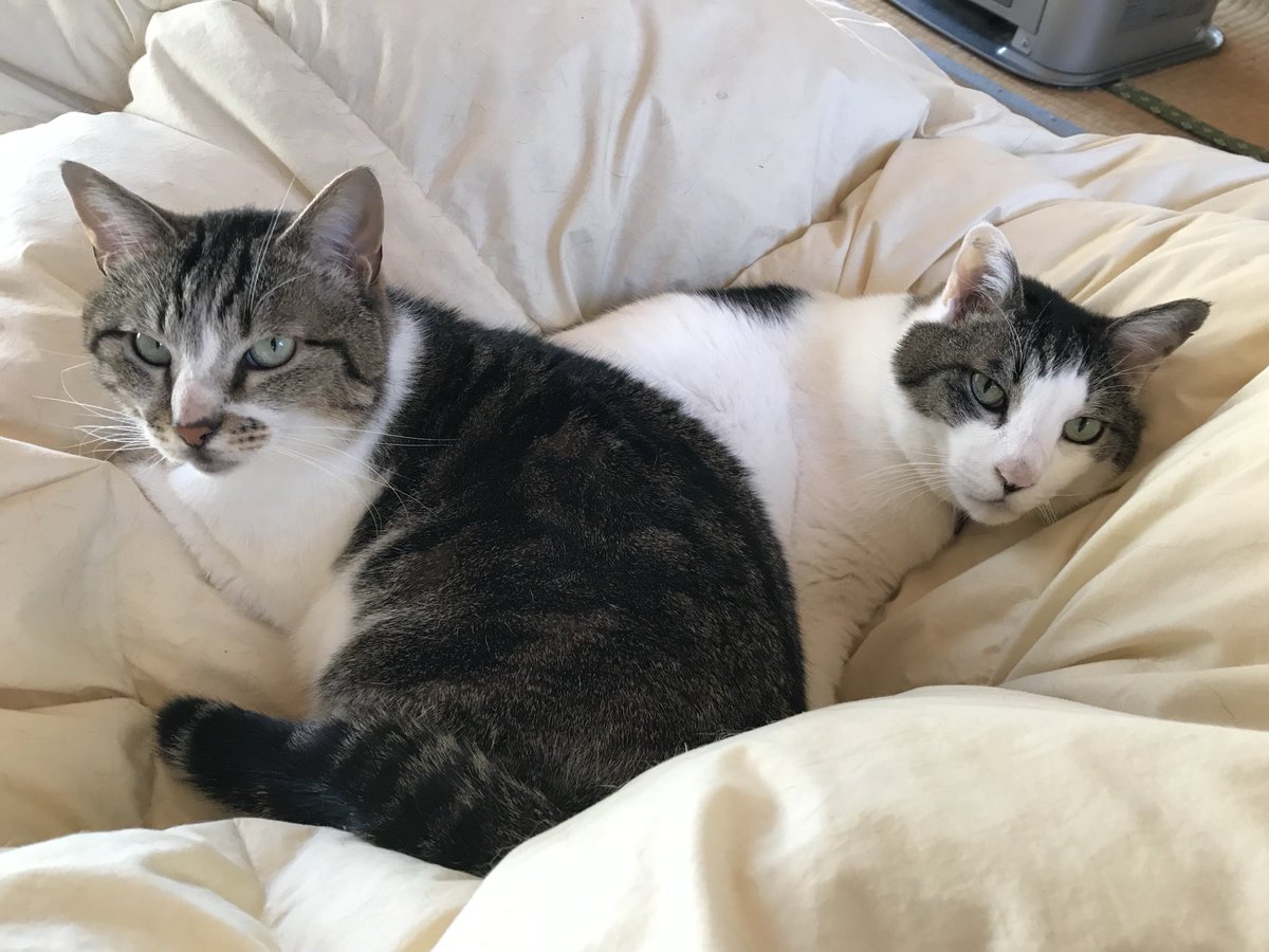 みみです♡ 6年前の←マミ とマルコ→ の写真がおすすめに出てきた。 やっぱり