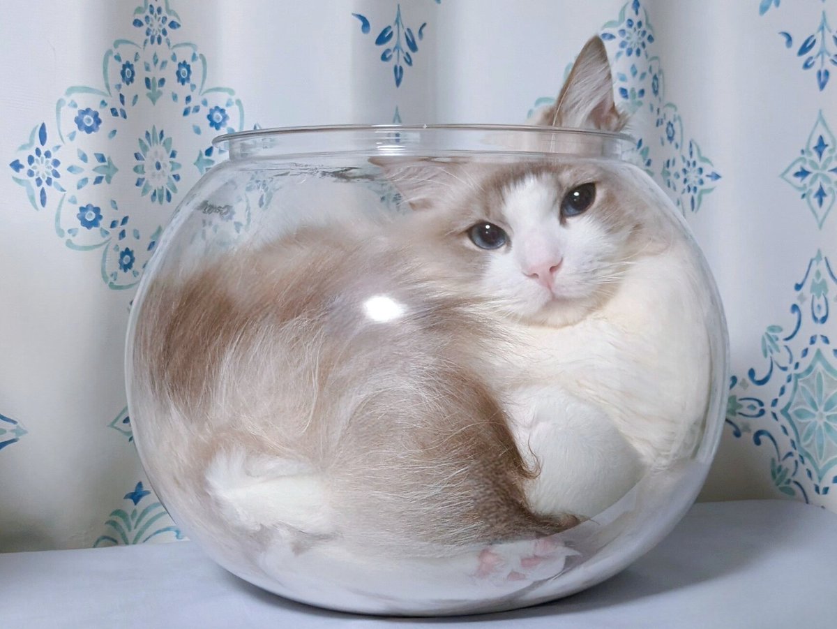 茶々丸 (@chachaten_22) / Posts / X