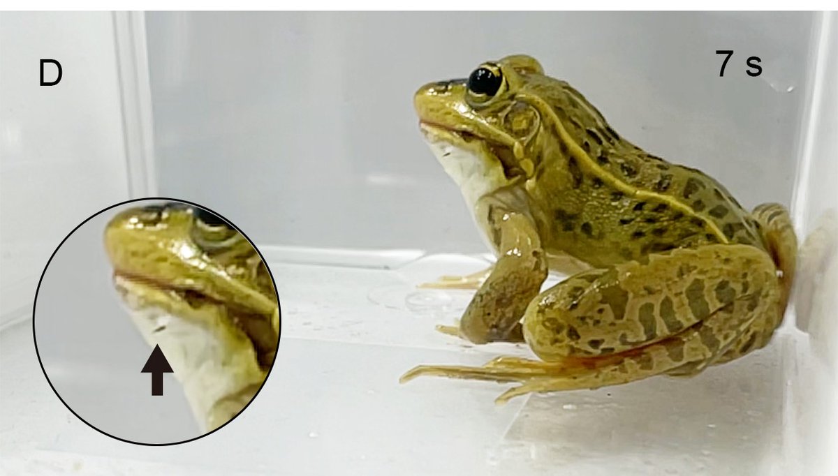 でも食べた後で刺されてるってどうやったらわかるの？
と思ったらメチャクチャわかりやすかった👩