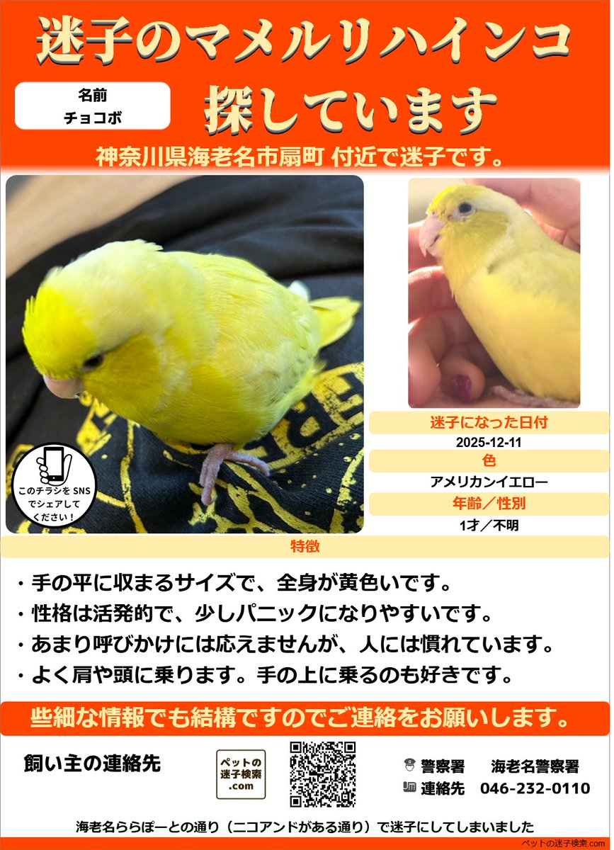 以下内容をSNSで拡散させていただきました。
maigokensaku.com/community/topi…

勝手ではございますがチラシを作成させていただきました。
↓こちらのような感じでチラシを利用していただくと有効かと思います。
maigokensaku.com/flyer

#迷子 #鳥 #迷い鳥 #迷いインコ #神奈川県 #マメルリハインコ