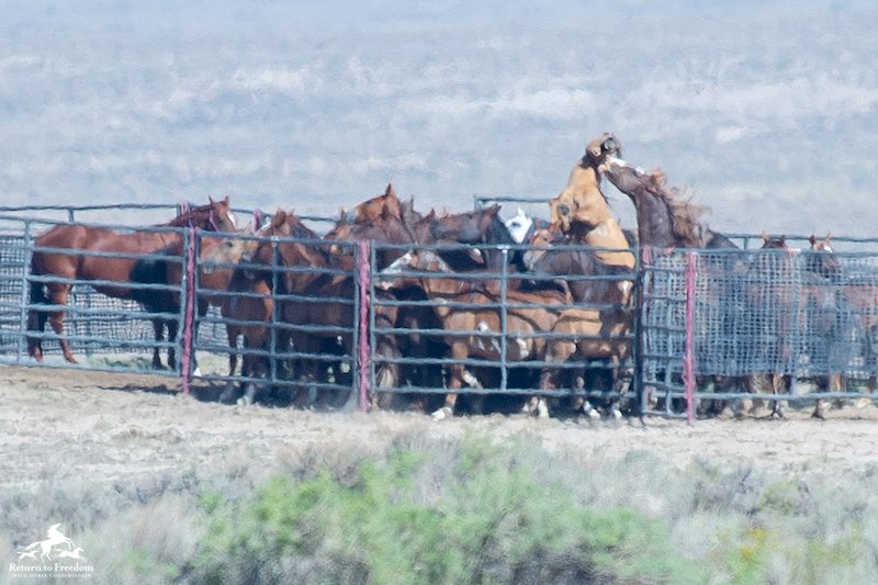 horse tweet media
