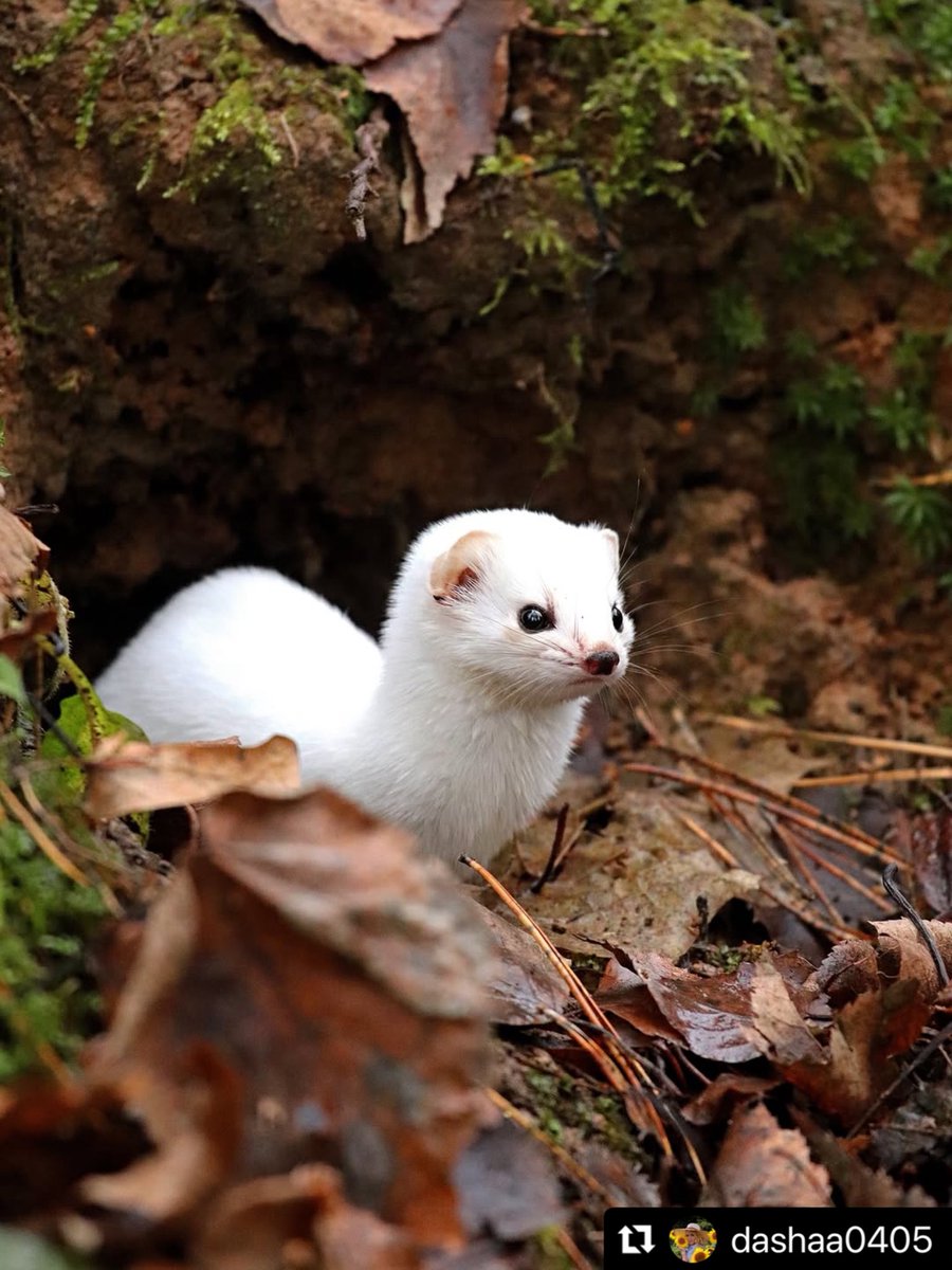 savebitza's tweet image. Битцевский лес, Москва