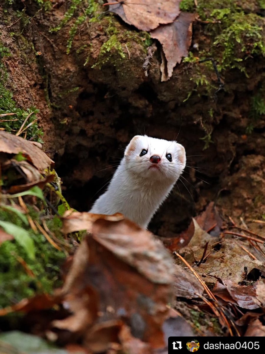 savebitza's tweet image. Битцевский лес, Москва