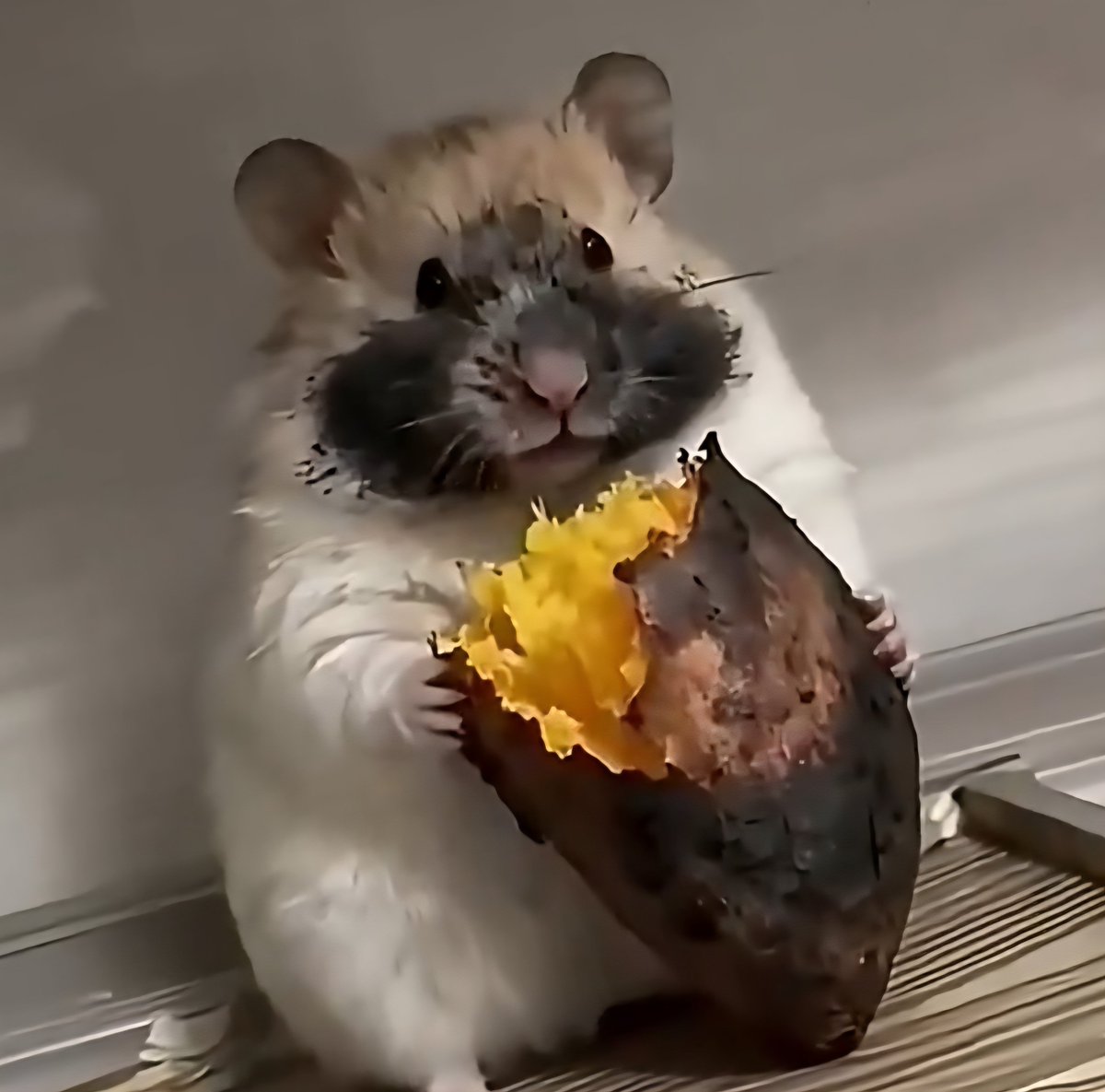 고구마먹어 햄볶햄🍠🐹