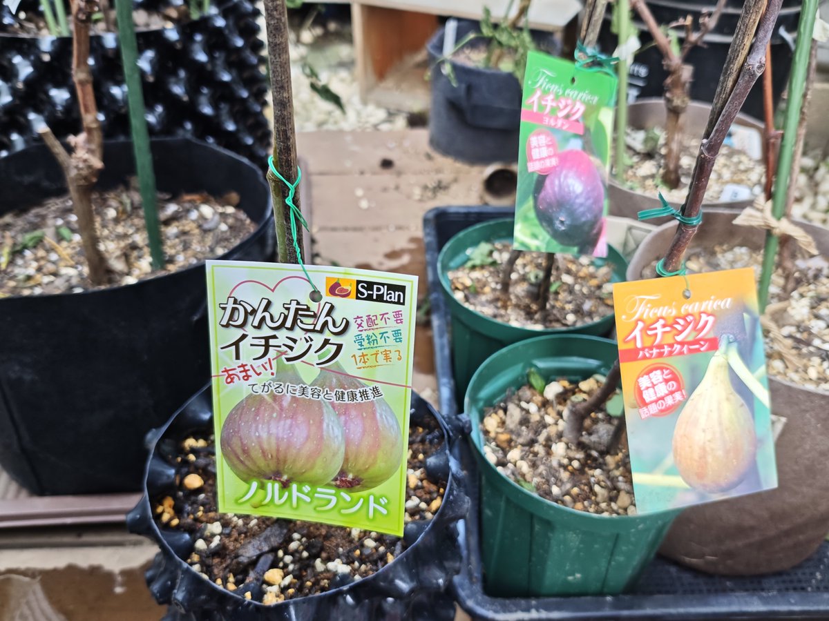 イチジク、メルカリで買った穂木を挿し木して増やすパターンも多いけど