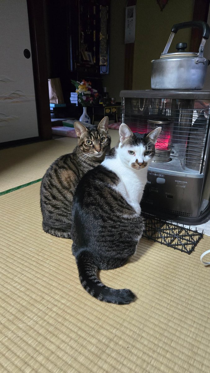 ありちんᕙ( 'ω' )ᕗ (@black_arichin) / Posts / X